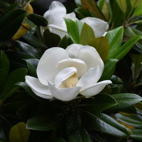 Magnolia with big flowers, bay laurel, Magnolia grandiflora